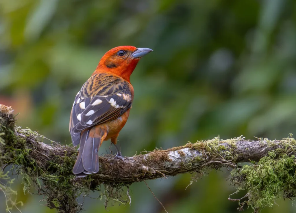 The Best Birding Happens Between the Plans 2 flame colored tanager 1