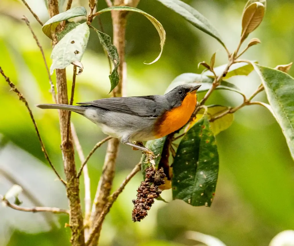 flame throated warbler