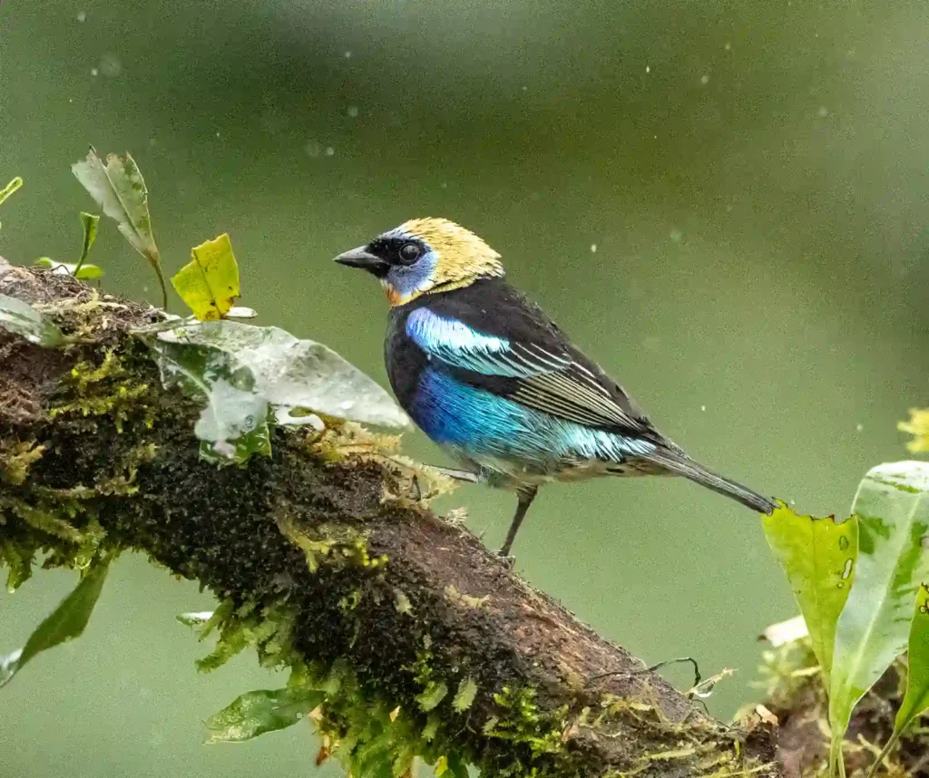 Birding in Costa Rica in May: Weather, Bird Activity, and Fewer Crowds 9 golden hooded tanager