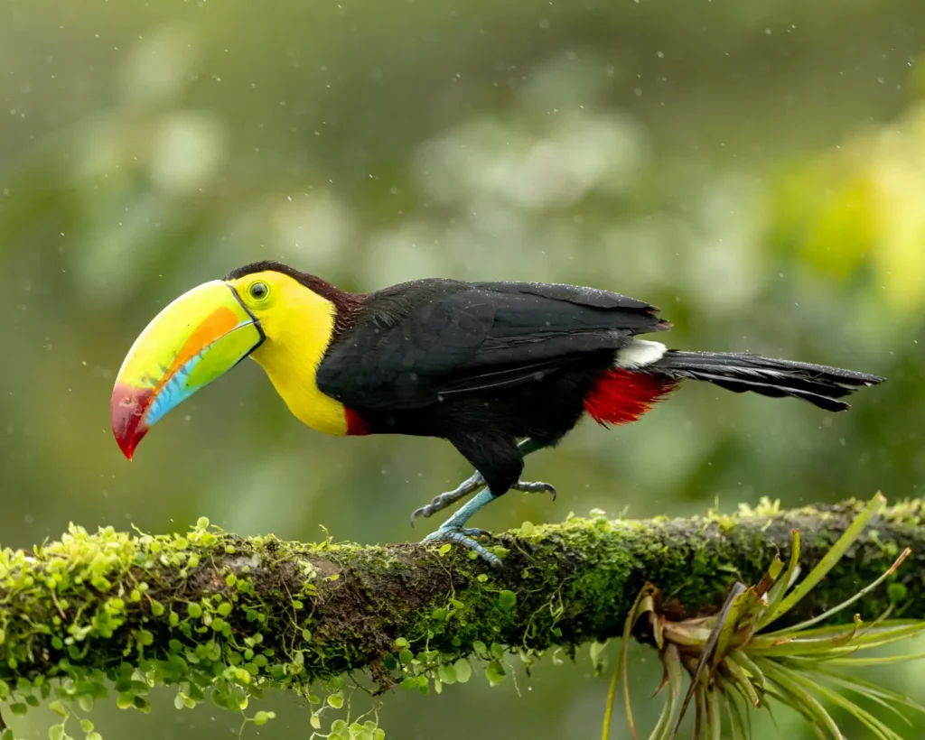 Birding in Costa Rica in May: Weather, Bird Activity, and Fewer Crowds 5 keel billed toucan 1