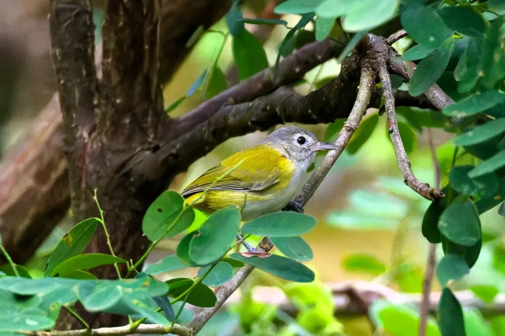 lesser greenlet