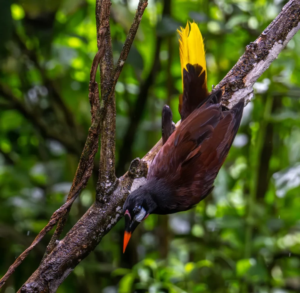 The Best Birding Happens Between the Plans 6 montezuma oropendola