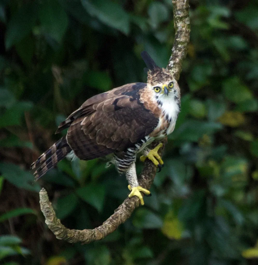 The Best Birding Happens Between the Plans 3 ornate hawk
