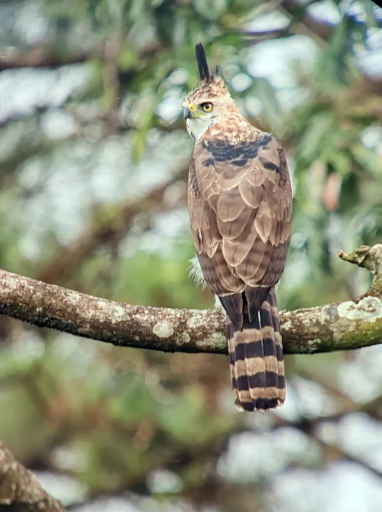 The Best Birding Happens Between the Plans 7 ornate hawk eagle 1