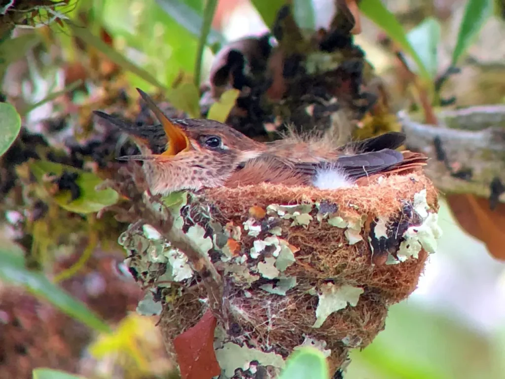 The Best Birding Happens Between the Plans 5 scintillant hb nest chicks