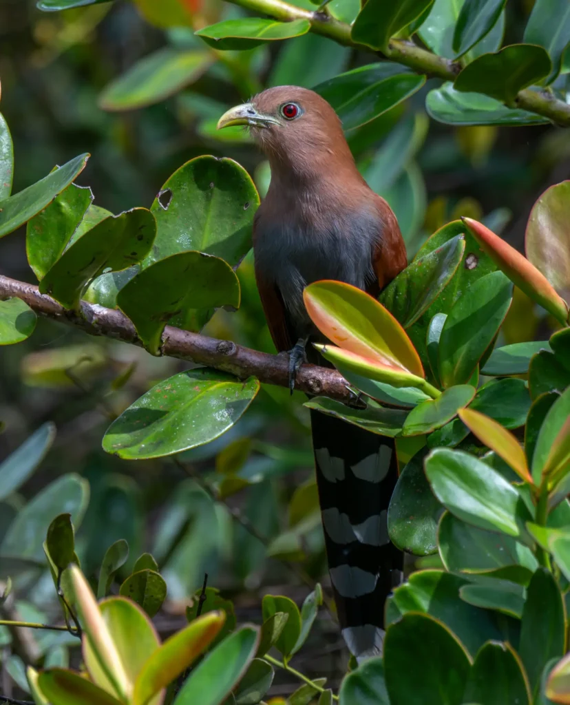 The Best Birding Happens Between the Plans 1 squirrel cuckoo