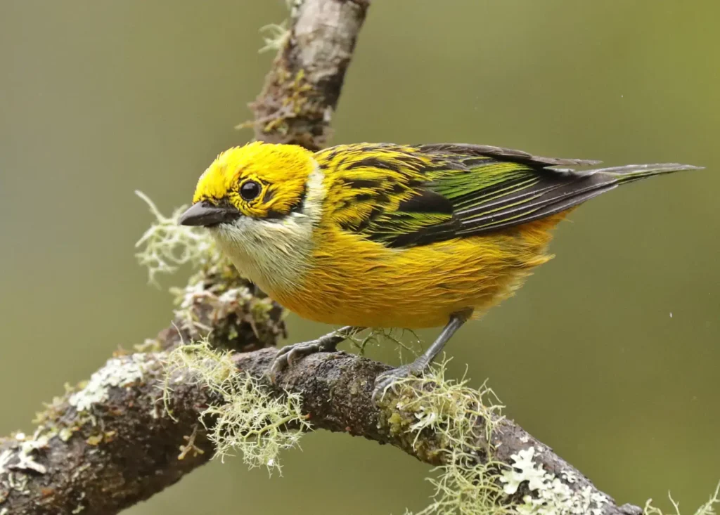 tanager silver throated