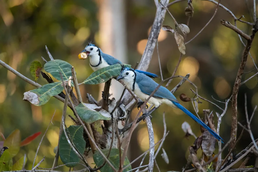 Birding in Costa Rica in May: Weather, Bird Activity, and Fewer Crowds 1 white throated magpie jays