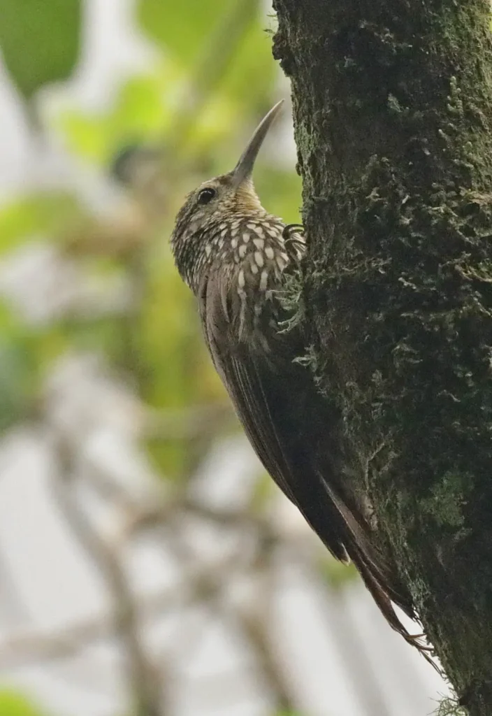 woodcreeper spot crowned2