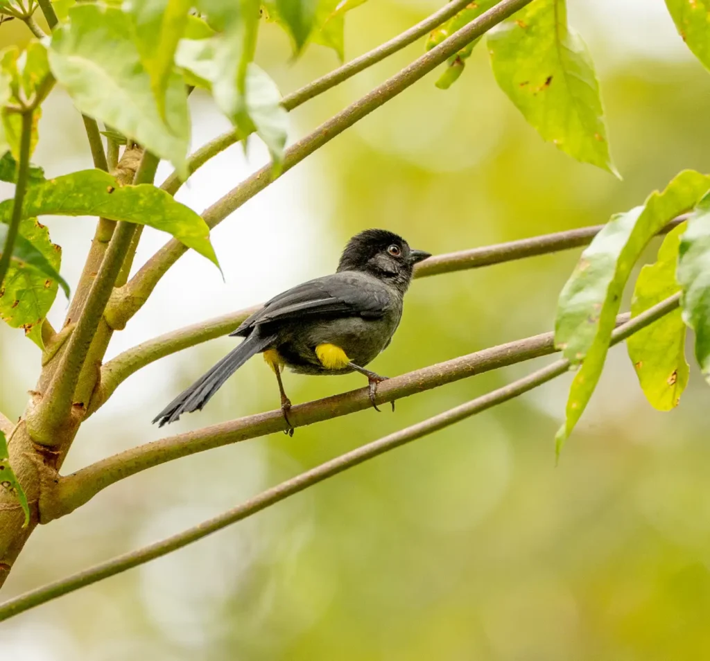 yellow thighed brushfinch