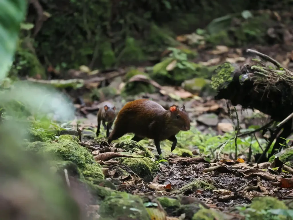 From 50 Lifers to Life long Memories 11 Agouti 1