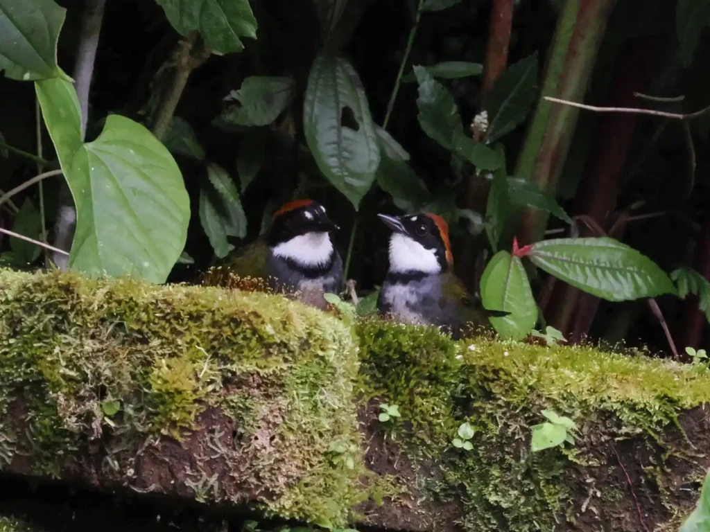 From 50 Lifers to Life long Memories 13 Chestnut capped Brush Finch