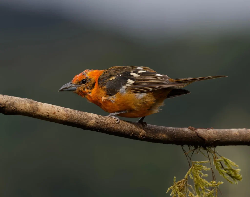 From 50 Lifers to Life long Memories 10 Flame-colored Tanager perched in Costa Rica cloud forest