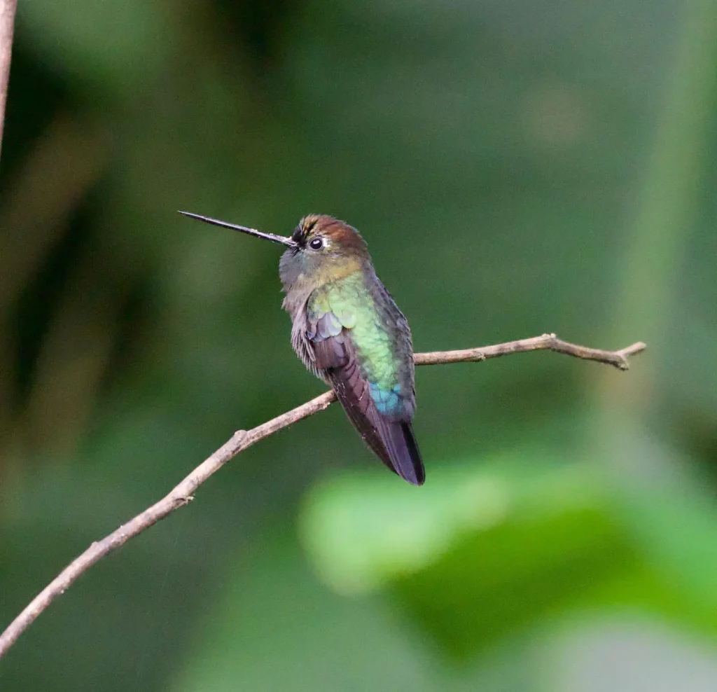 From 50 Lifers to Life long Memories 3 Green fronted Lancebill Hummingbird 00