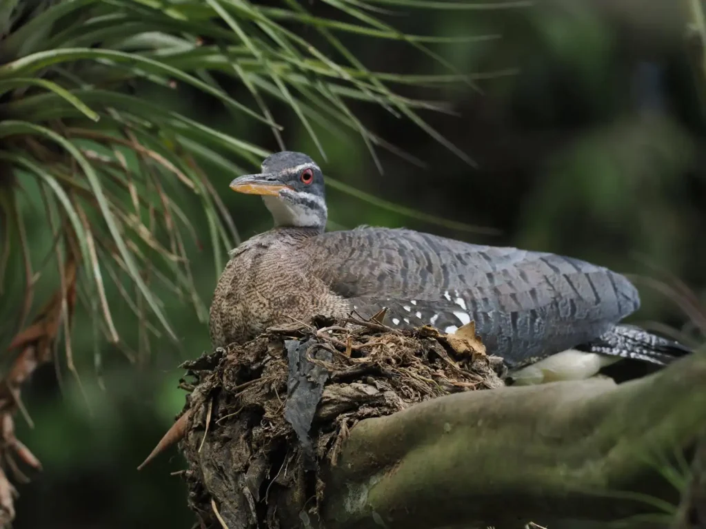 From 50 Lifers to Life long Memories 1 Sunbittern 01