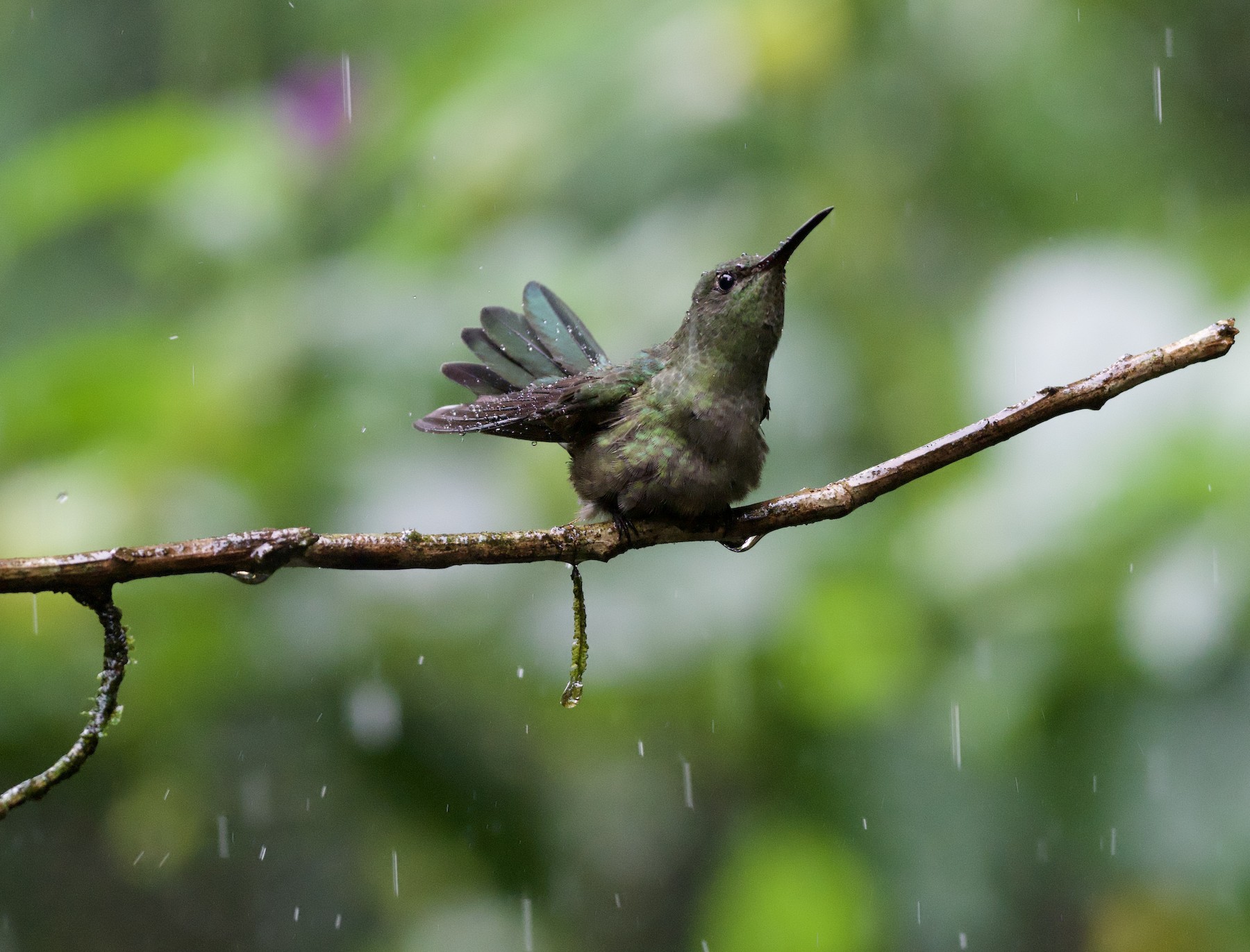 Scaly-breasted Hummingbird