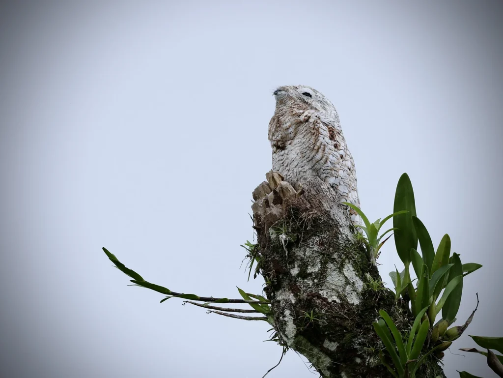 Great Potoo perched on a broken stump with its head stretched upward against a pale sky in Costa Rica