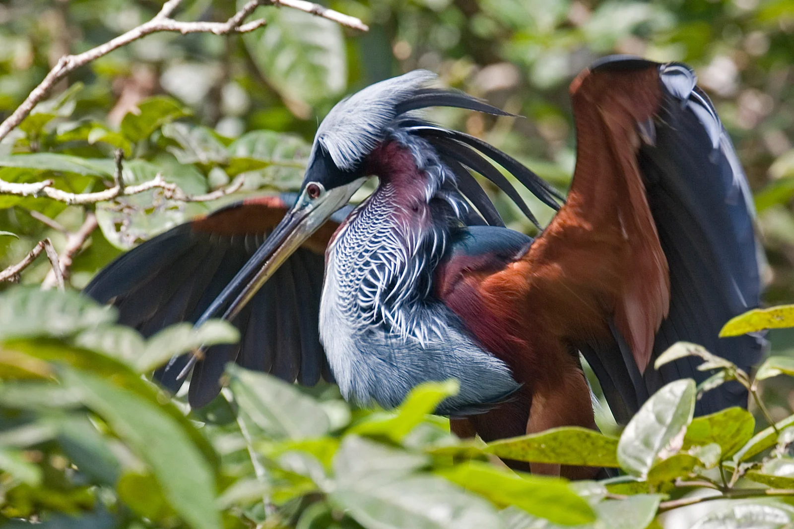 Agami Heron in Costa Rica showing chestnut underparts and long slender bill