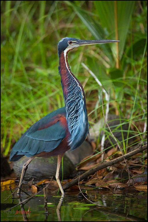 The Agami Heron: Where to See Costa Rica's Most Elusive Heron 1 Agami Heron perched beside shaded water in a Costa Rican wetland