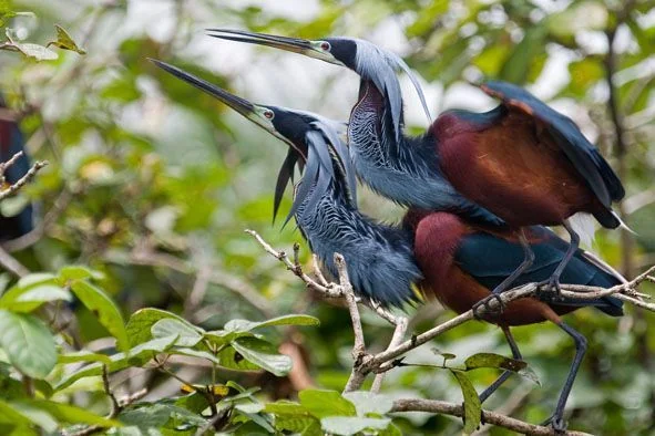 The Agami Heron: Where to See Costa Rica's Most Elusive Heron 2 Two Agami Herons at a nesting colony in Costa Rica
