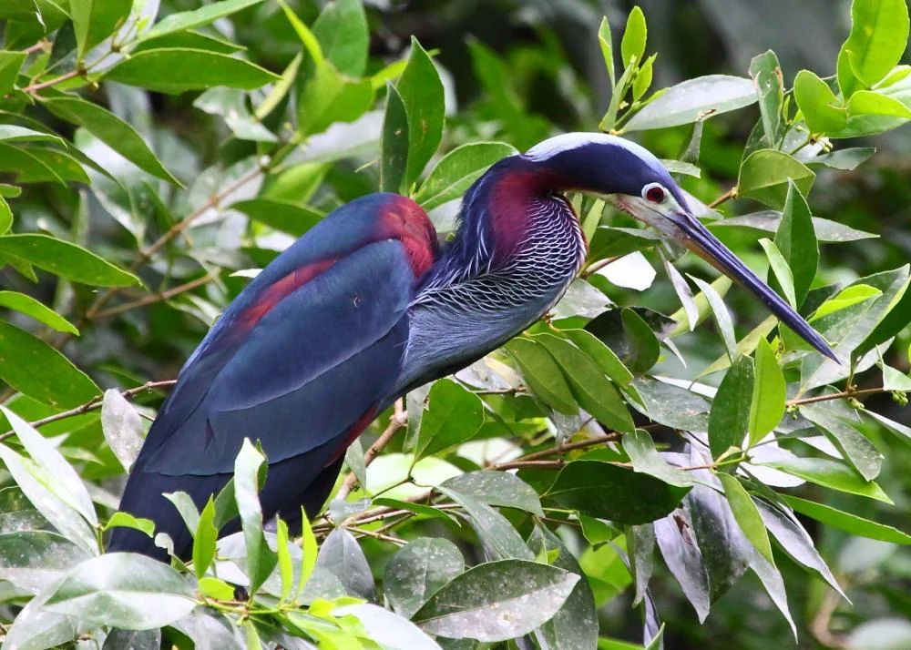 The Agami Heron: Where to See Costa Rica's Most Elusive Heron 3 Agami Heron in dense vegetation, Costa Rica