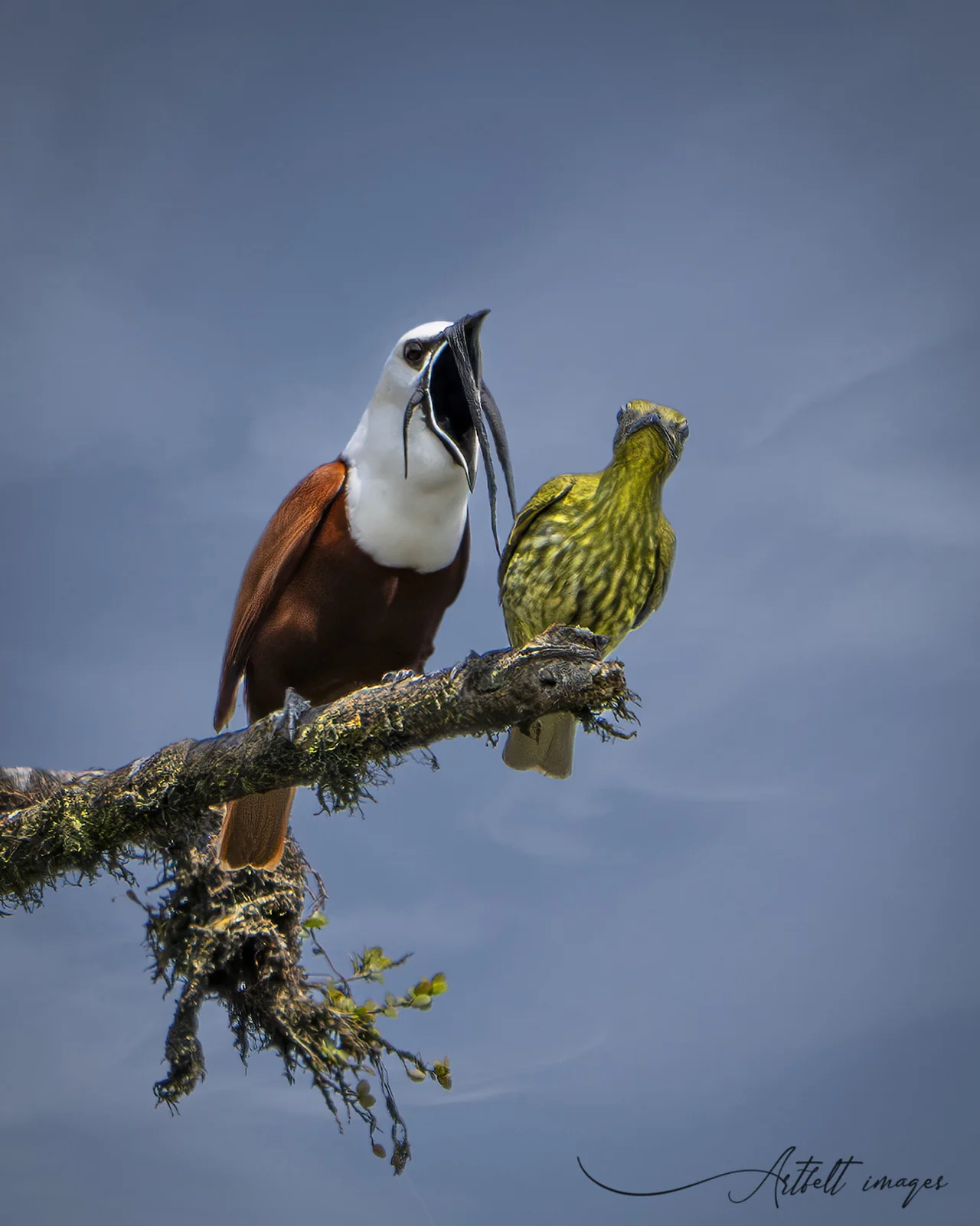 Best Time for Birding in Costa Rica: A Month-by-Month Guide 3 Three-wattled Bellbirds, male and female, San Ramon region
