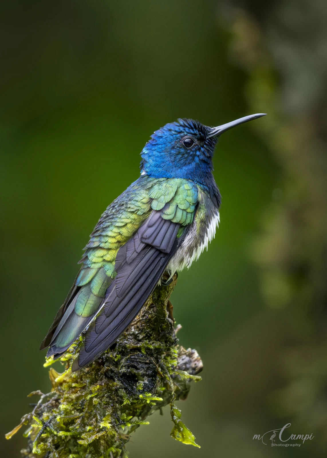 Best Time for Birding in Costa Rica: A Month-by-Month Guide 1 White-necked Jacobin hummingbird, Costa Rica