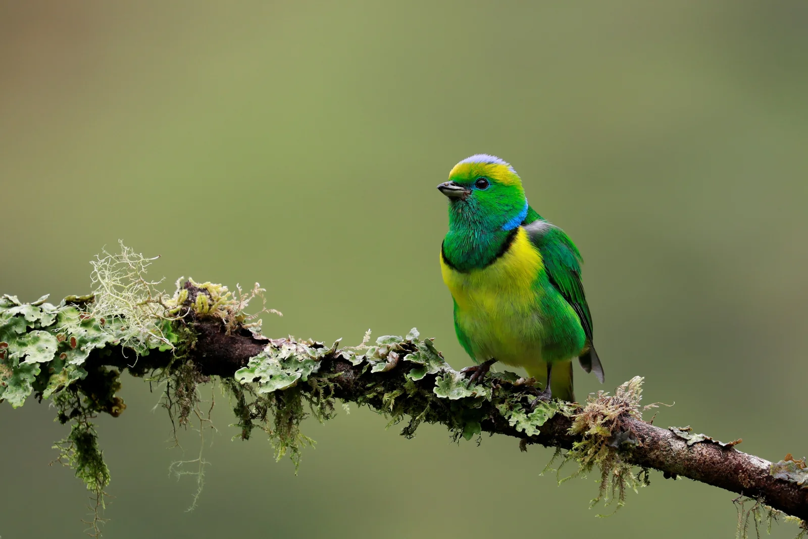 Best Time for Birding in Costa Rica: A Month-by-Month Guide 2 Golden-browed Chlorophonia, Costa Rica highlands
