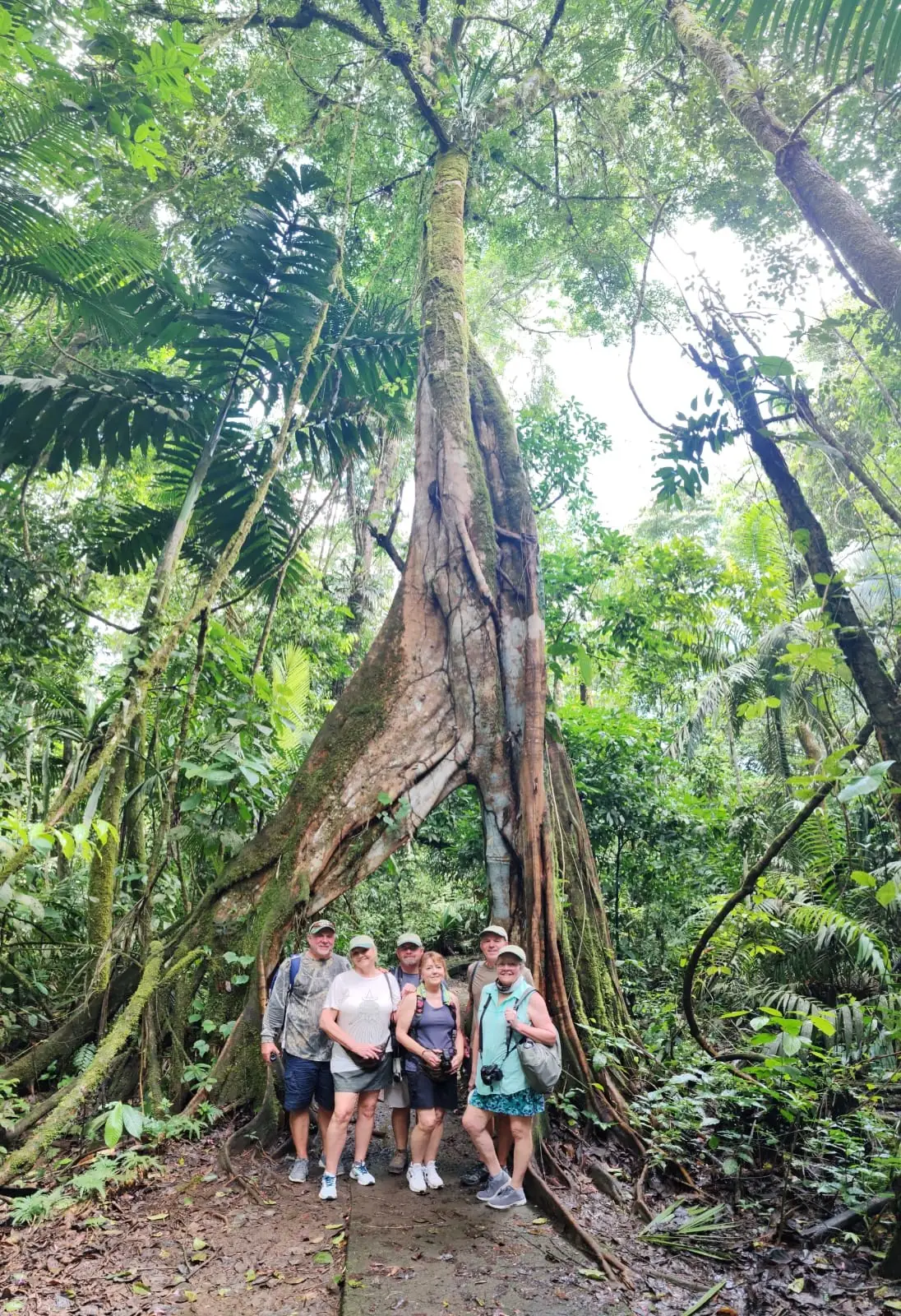Birding Monteverde, Costa Rica: Cloud Forest Species, Reserves and When to Go 2 Monteverde cloud forest, Costa Rica