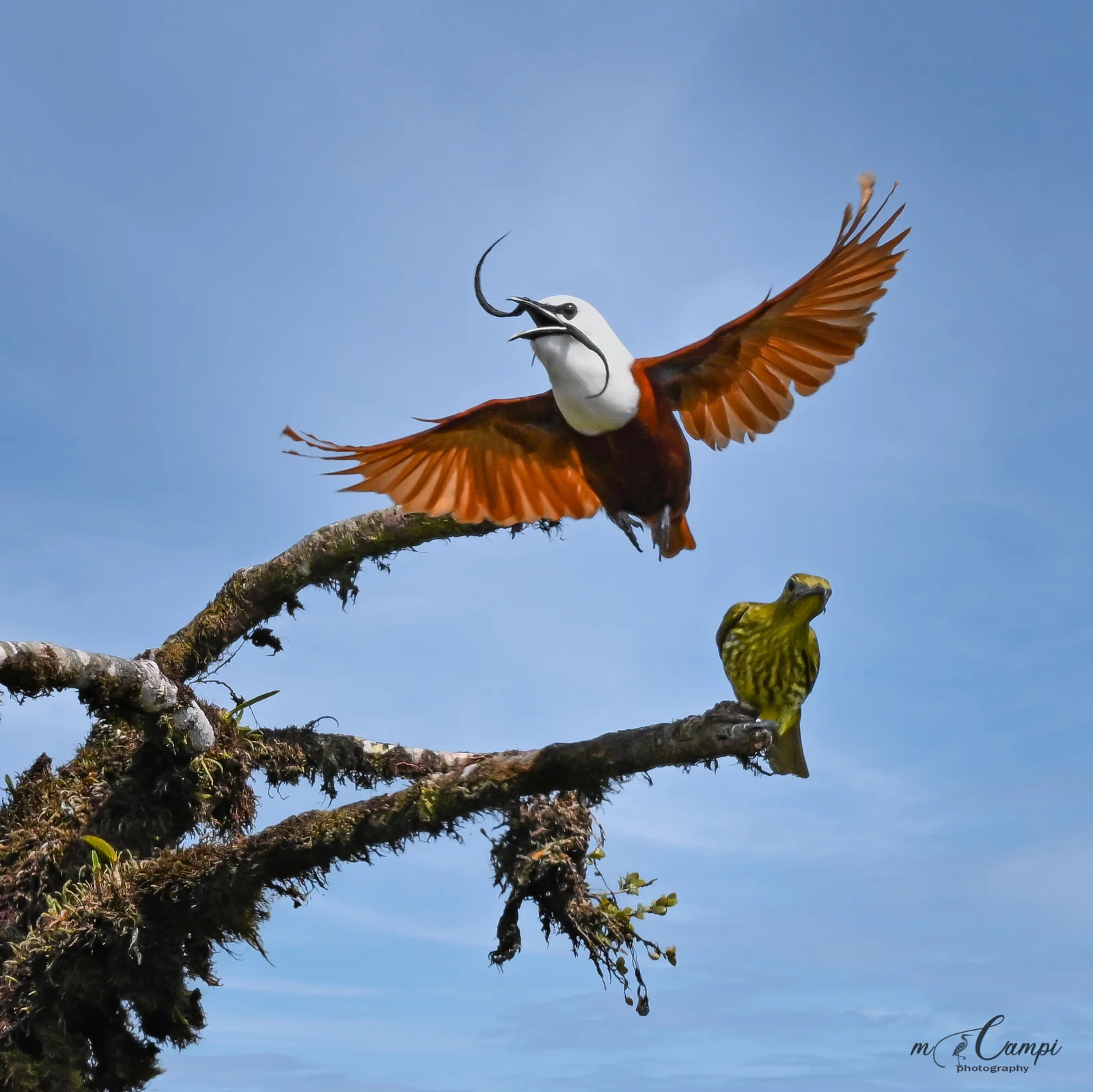 Birding Monteverde, Costa Rica: Cloud Forest Species, Reserves and When to Go 1 Three-wattled Bellbird pair near Monteverde