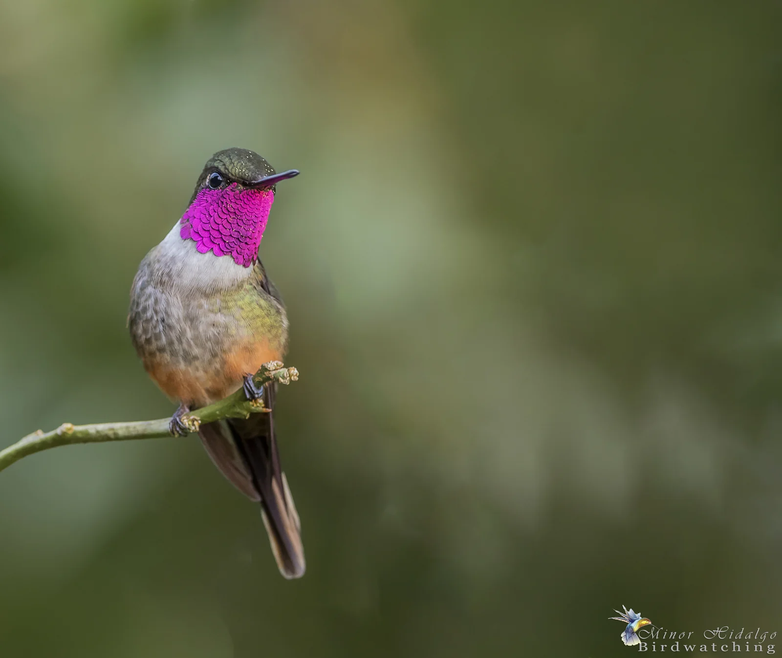 Birding Monteverde, Costa Rica: Cloud Forest Species, Reserves and When to Go 3 Magenta-throated Woodstar hummingbird, Monteverde