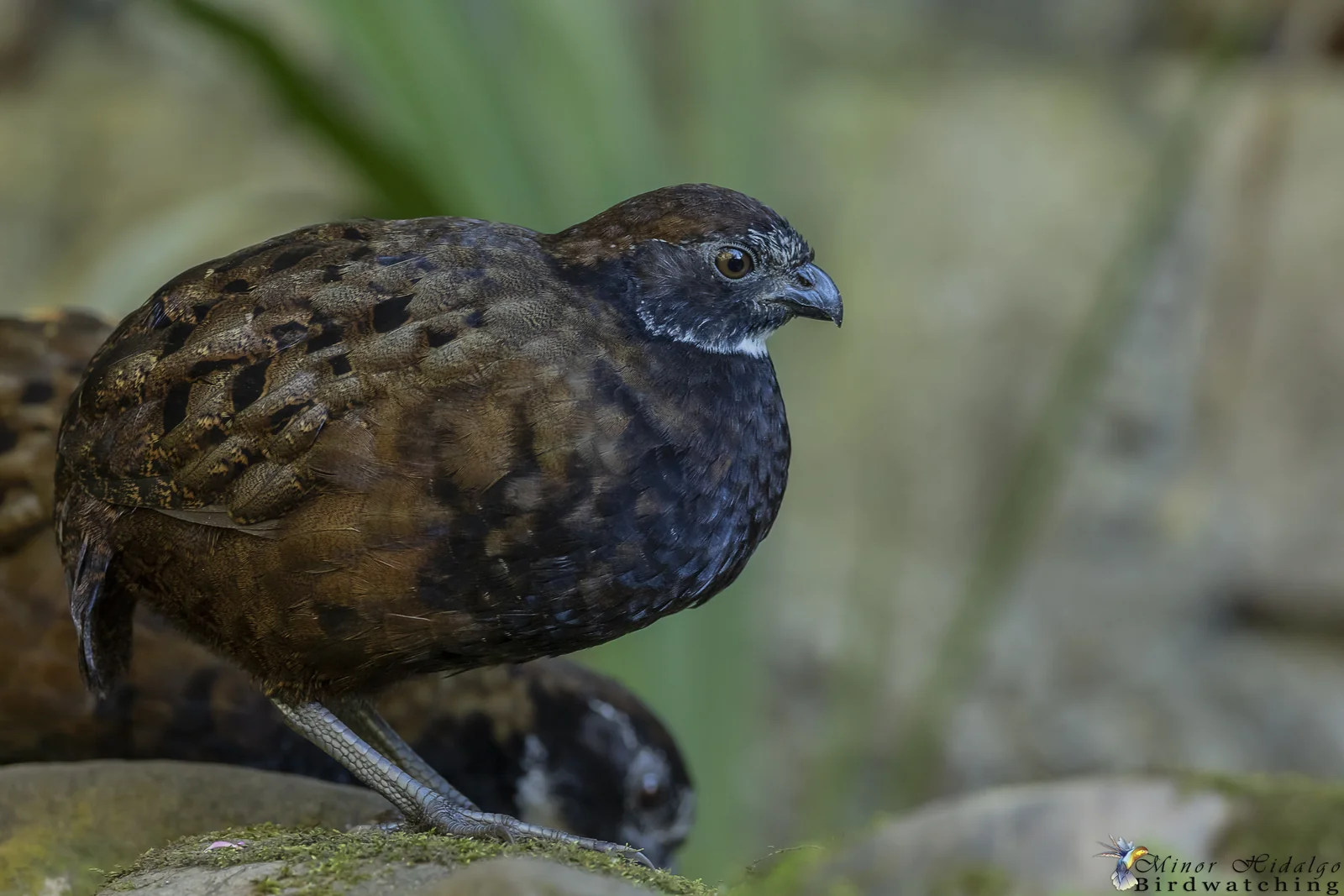 Birding Monteverde, Costa Rica: Cloud Forest Species, Reserves and When to Go 4 Black-breasted Wood-Quail in Monteverde cloud forest
