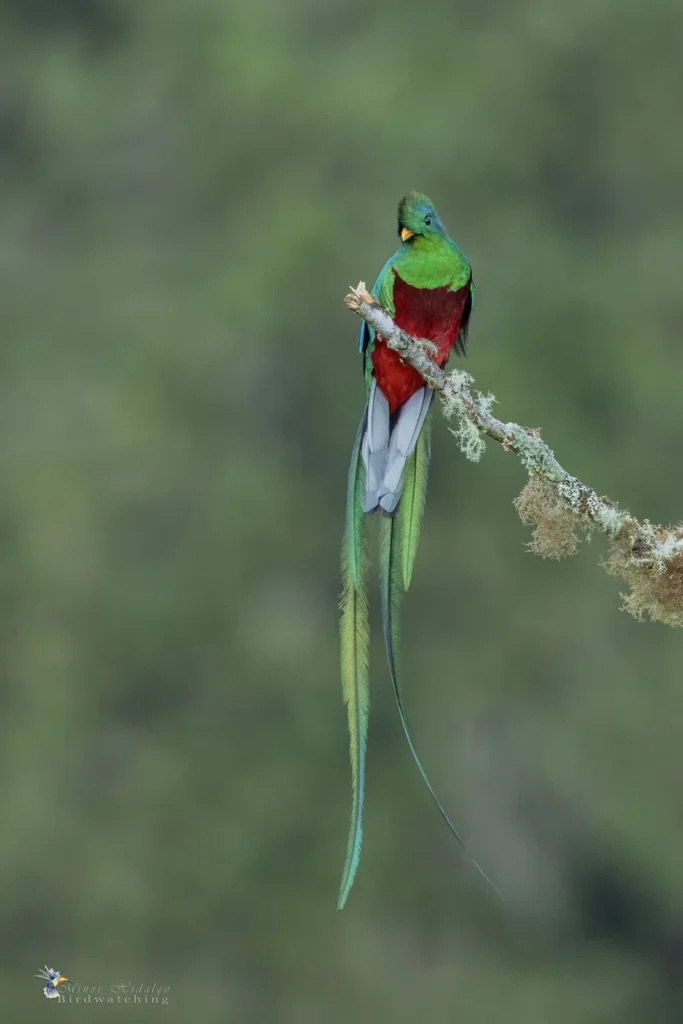 Resplendent Quetzal photographed in Monteverde, Costa Rica
