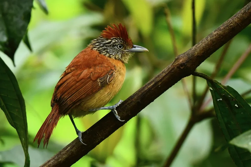 La Selva Biological Station rainforest, Sarapiqui, Costa Rica