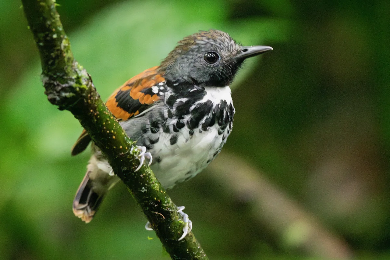 La Selva Biological Station 1 Spotted Antbird at La Selva Biological Station