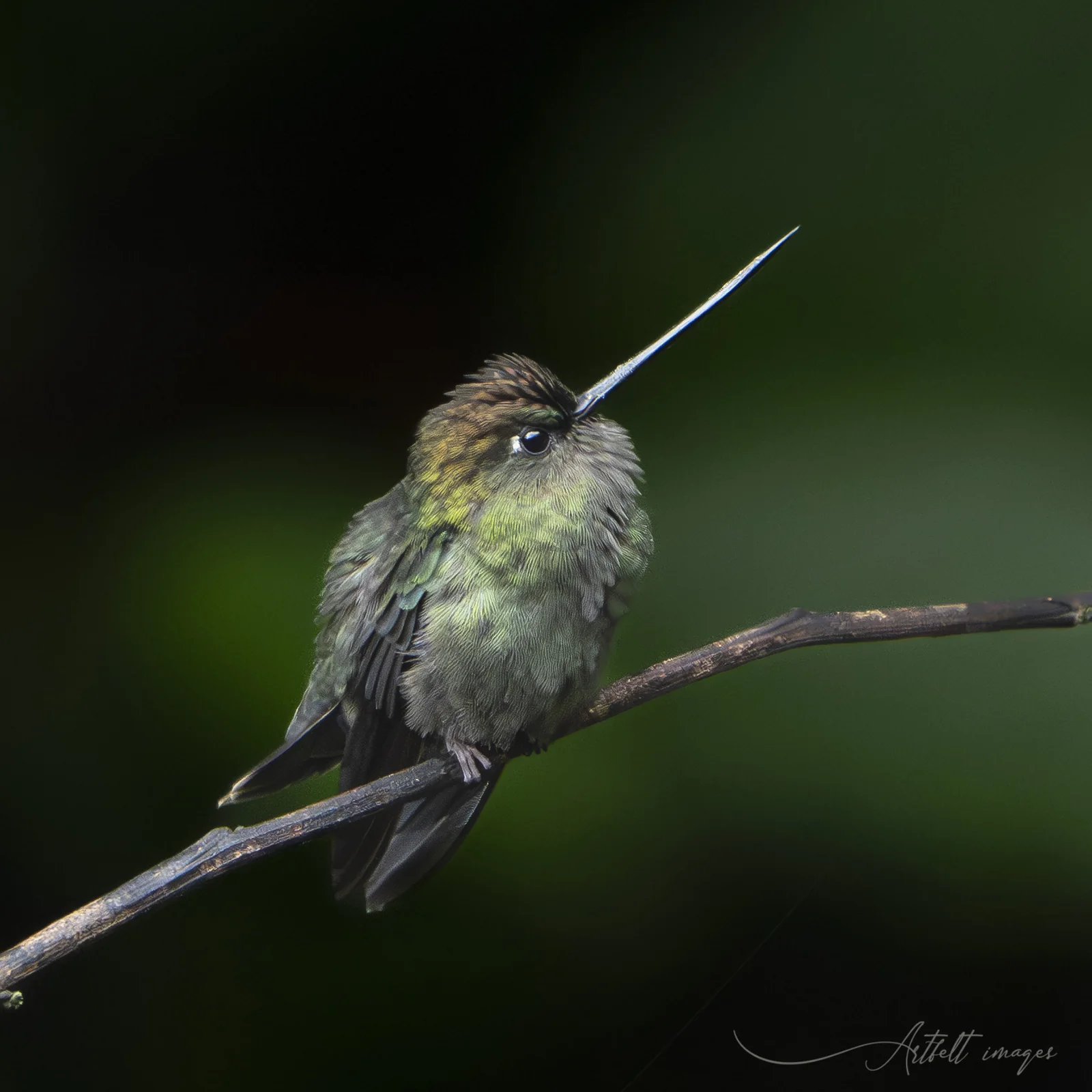 How Much Does a Costa Rica Birding Tour Cost? What Is Included and What Changes the Price 1 Green-fronted Lancebill hummingbird at the waterfall at Hotel Quelitales, Costa Rica