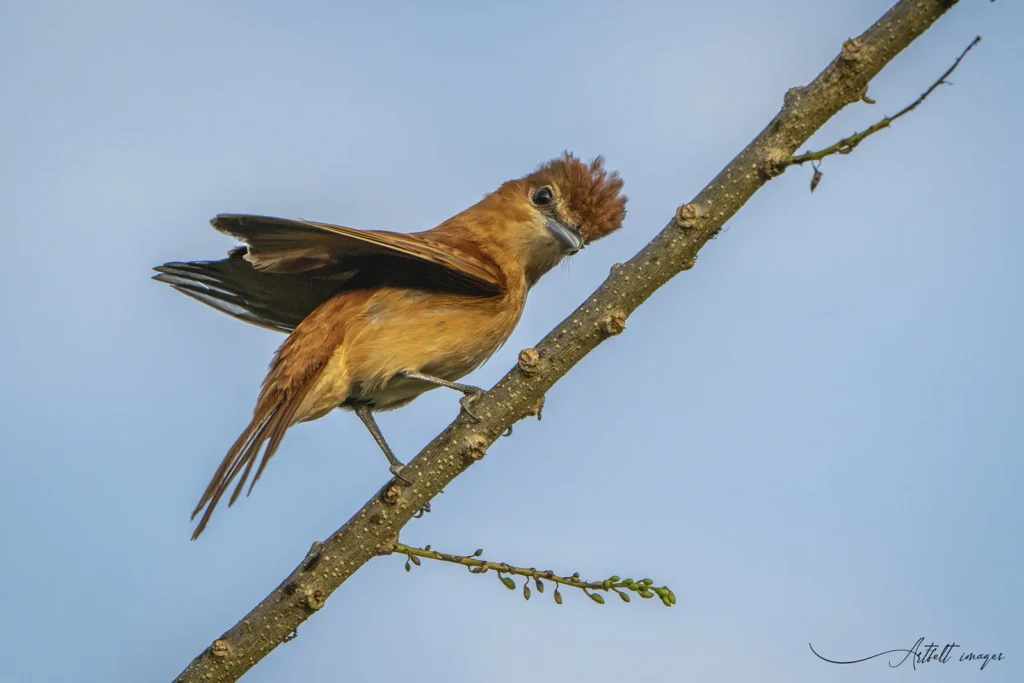 Cinnamon Becard at Tocu Tent Camp, Caño Negro, Costa Rica