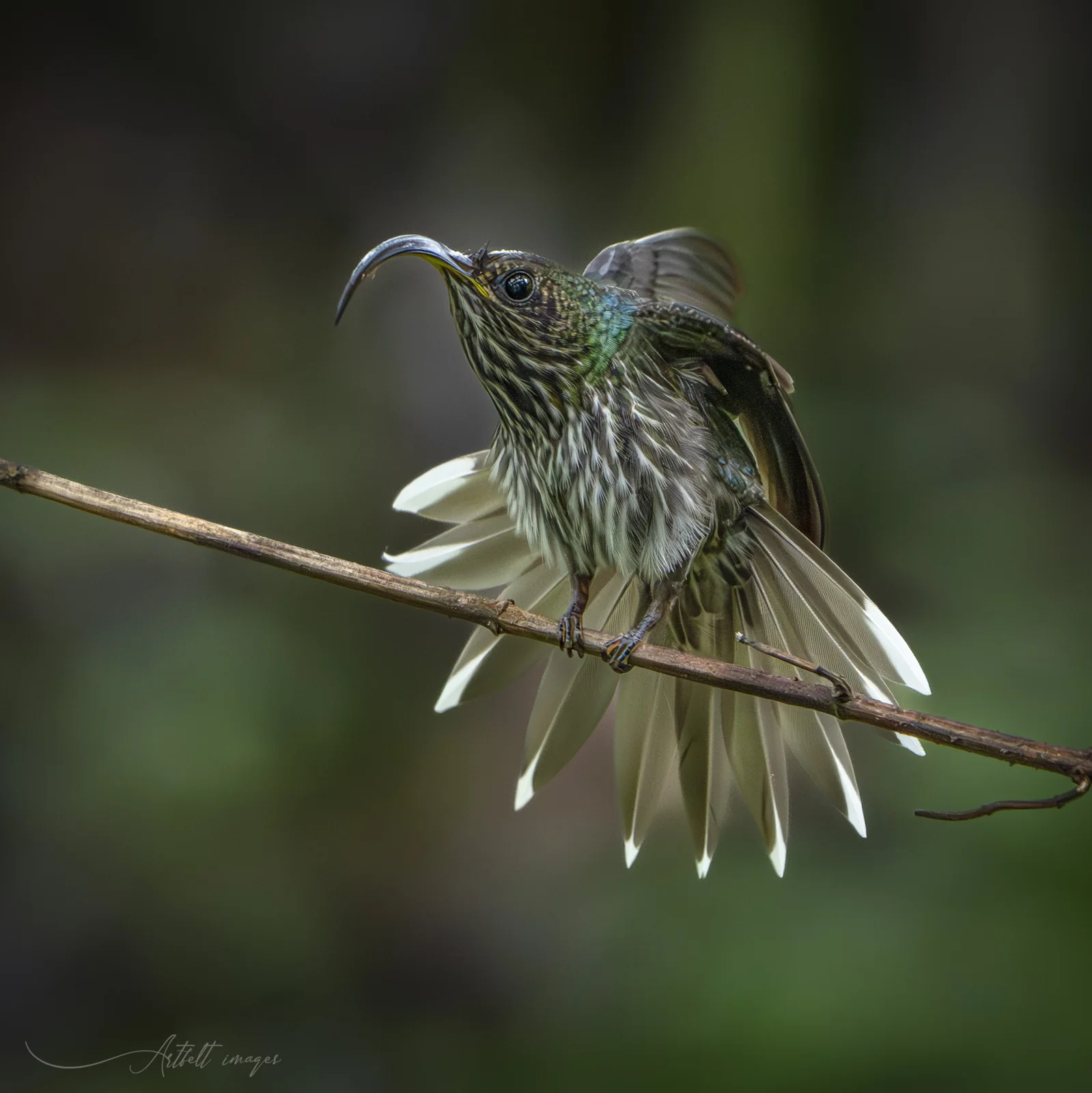 How Much Does a Costa Rica Birding Tour Cost? What Is Included and What Changes the Price 2 White-tipped Sicklebill hummingbird at Tranki Gardens, Costa Rica