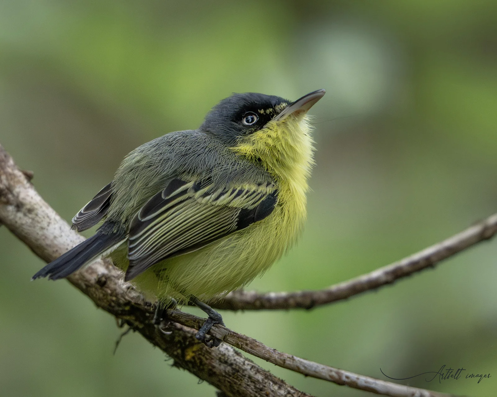 How Much Does a Costa Rica Birding Tour Cost? What Is Included and What Changes the Price 3 Common Tody-Flycatcher at Tapir Valley, Costa Rica