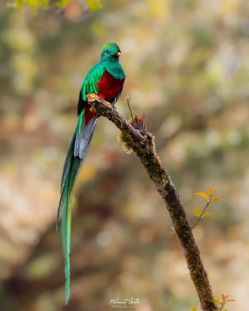 Resplendent Quetzal in San Gerardo de Dota, Costa Rica
