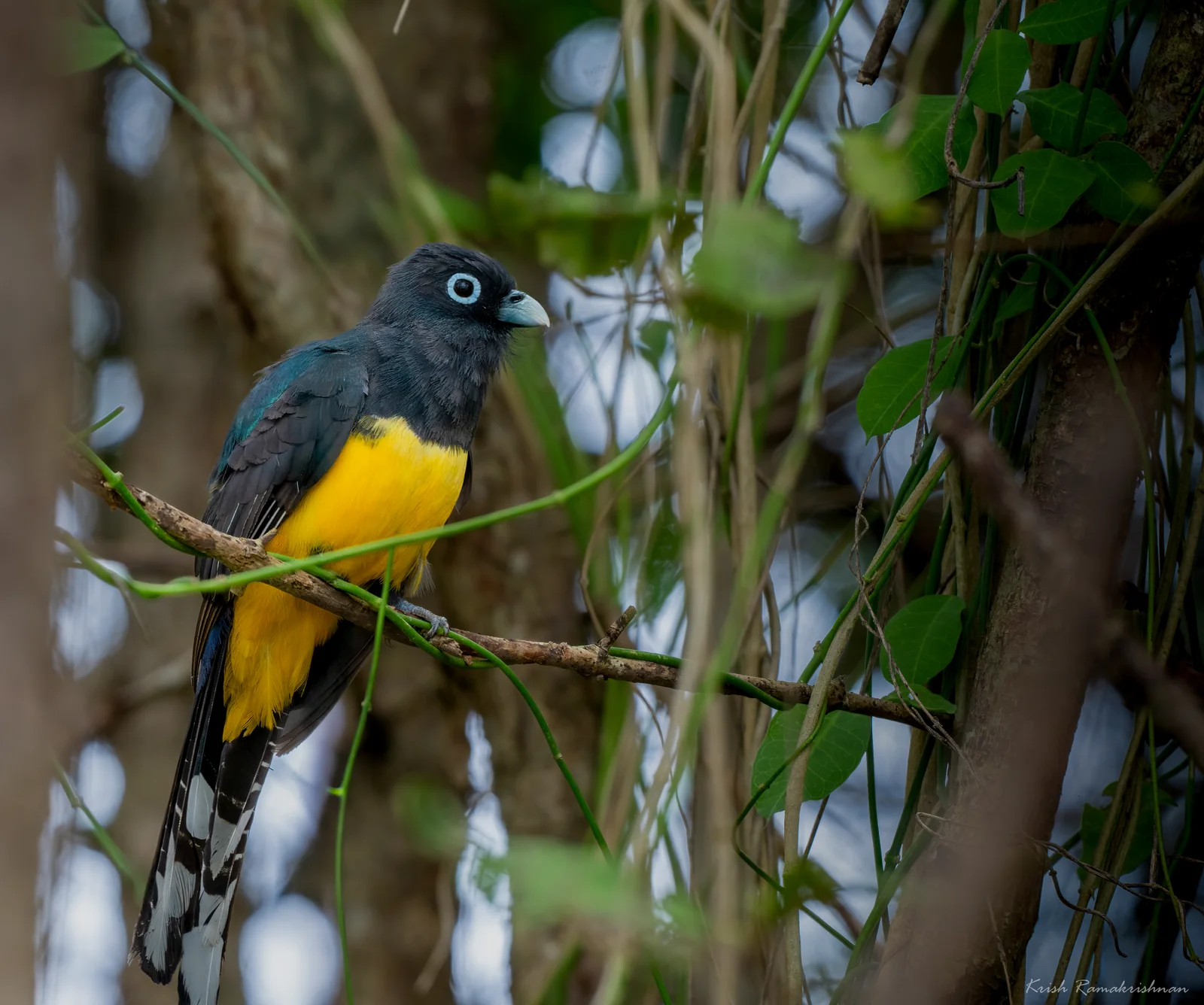 Trip Report: Tracking the Trogons, Costa Rica Birding in January 2026 8 Black-headed Trogon on the road to the Pacific