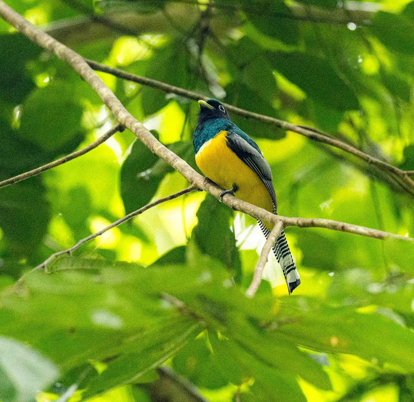 Trip Report: Tracking the Trogons, Costa Rica Birding in January 2026 10 Graceful Black-throated Trogon, Carara National Park