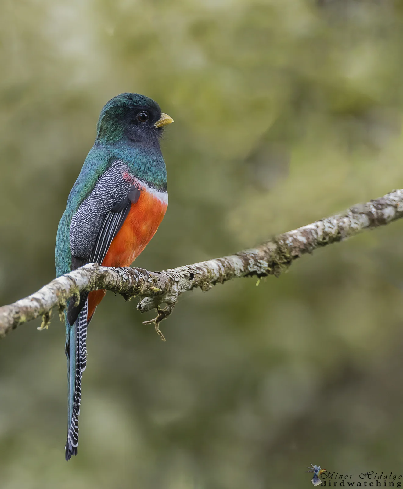 Trip Report: Tracking the Trogons, Costa Rica Birding in January 2026 7 Collared Trogon at Curi Cancha, Monteverde