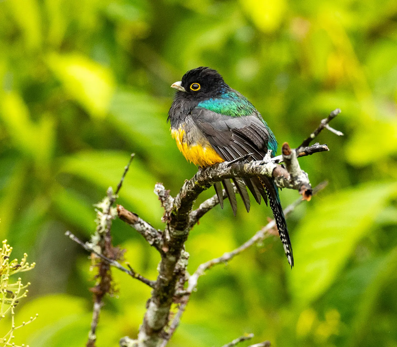 Trip Report: Tracking the Trogons, Costa Rica Birding in January 2026 11 Gartered Trogon, the sixth trogon of the trip