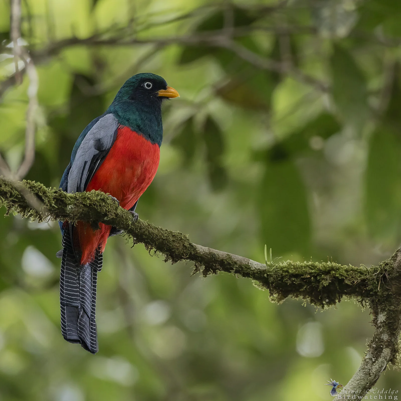 Trip Report: Tracking the Trogons, Costa Rica Birding in January 2026 13 Lattice-tailed Trogon, one of the three trogons the group did not find