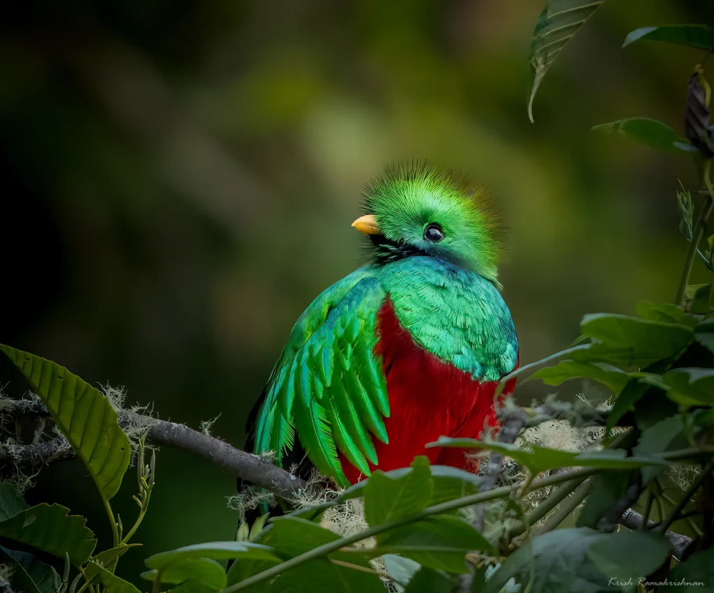 Resplendent Quetzal male, Monteverde, Tracking the Trogons 2026