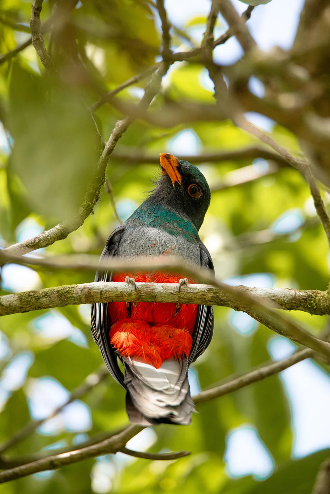 Trip Report: Tracking the Trogons, Costa Rica Birding in January 2026 4 Slaty-tailed Trogon, Caribbean lowlands of Costa Rica